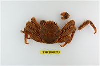 藏品(近親盾牌蟹)的圖片